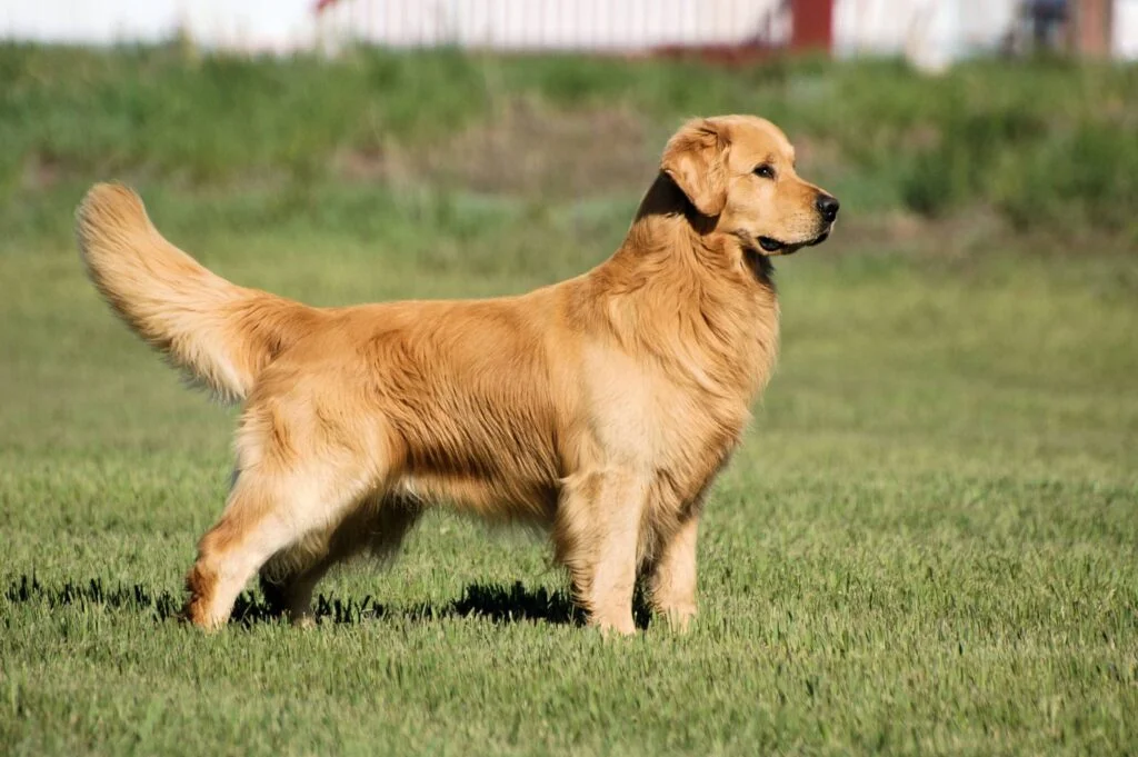 Celebrity Golden Retriever Names