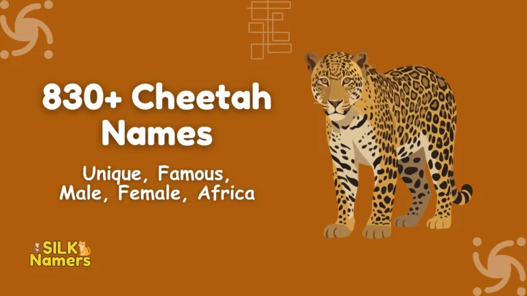 Cheetah Names