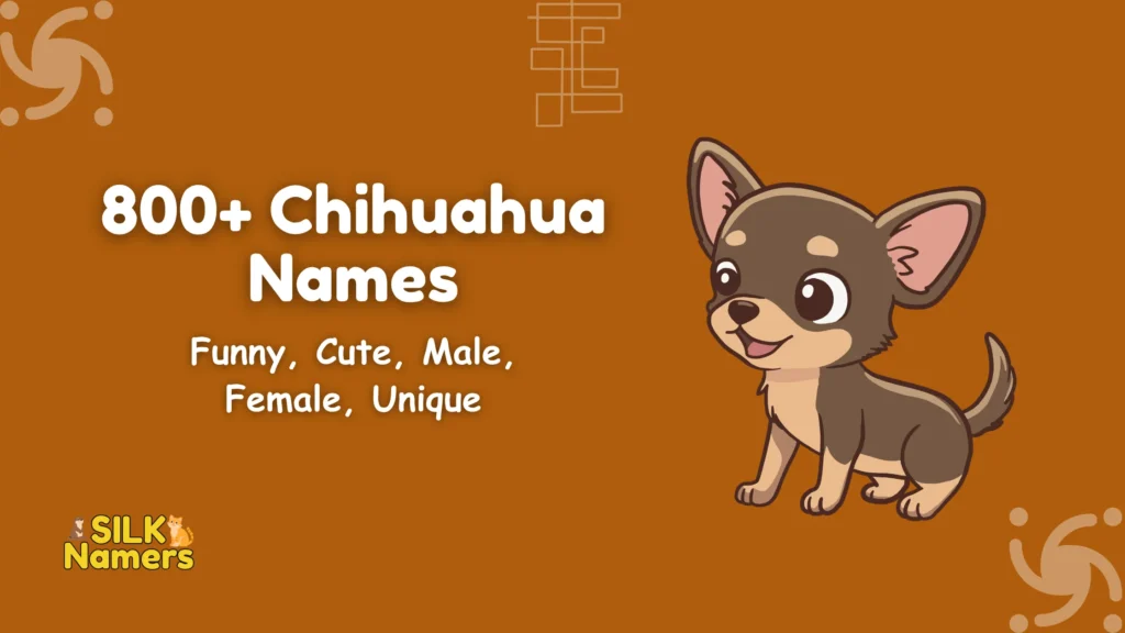 Chihuahua Names