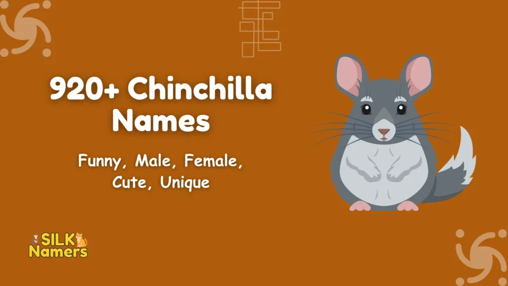Chinchilla Names