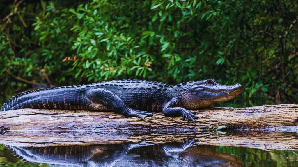 Clever Alligator Names