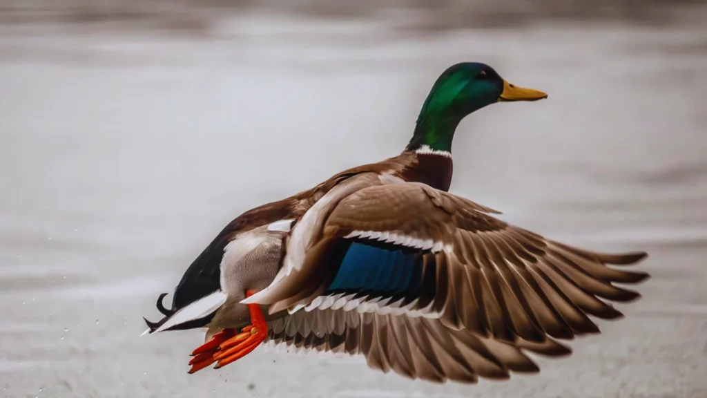Clever Duck Names