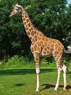 Clever Giraffe Names