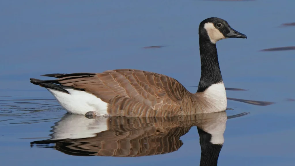 Clever Goose Names