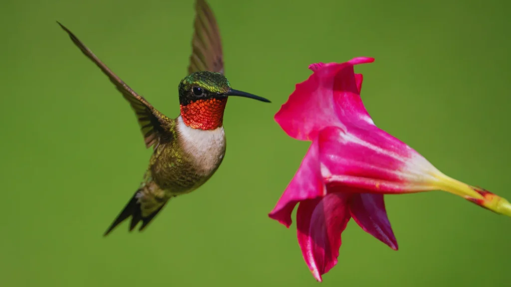 Clever Hummingbird Names