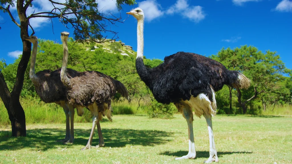 Clever Ostrich Names