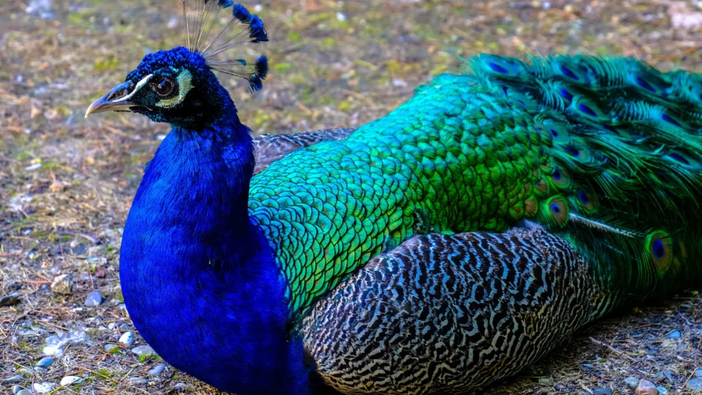 Clever Peacock Names