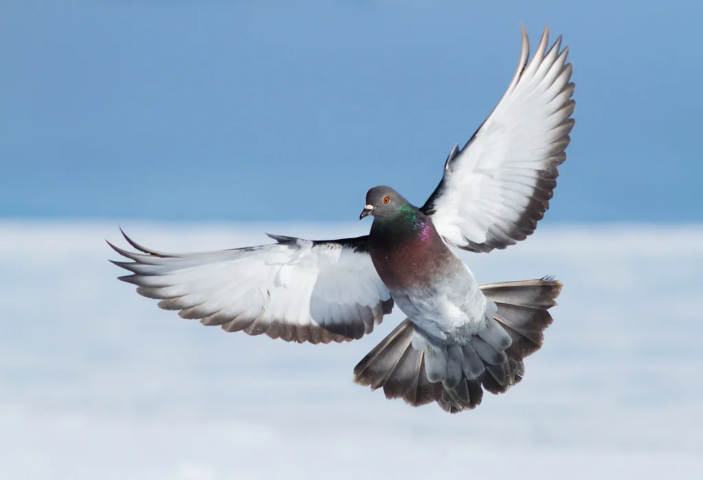Clever Pigeon Names