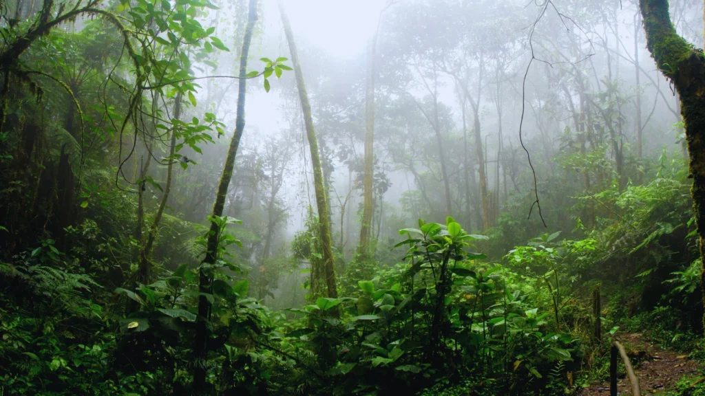 Clever Rainforest Names