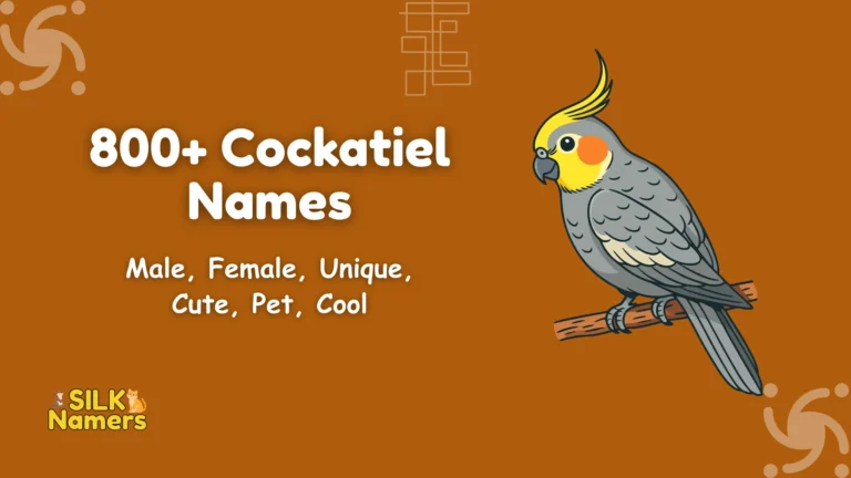Cockatiel Names