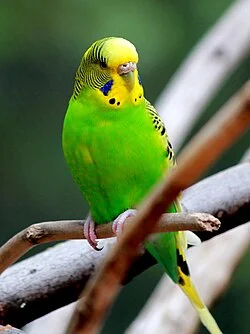 Colorful Parakeet Names