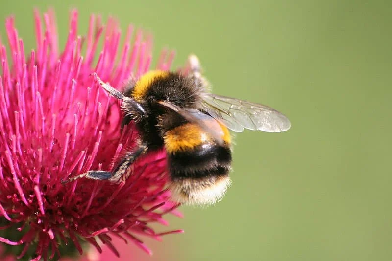 Cool Bee Names