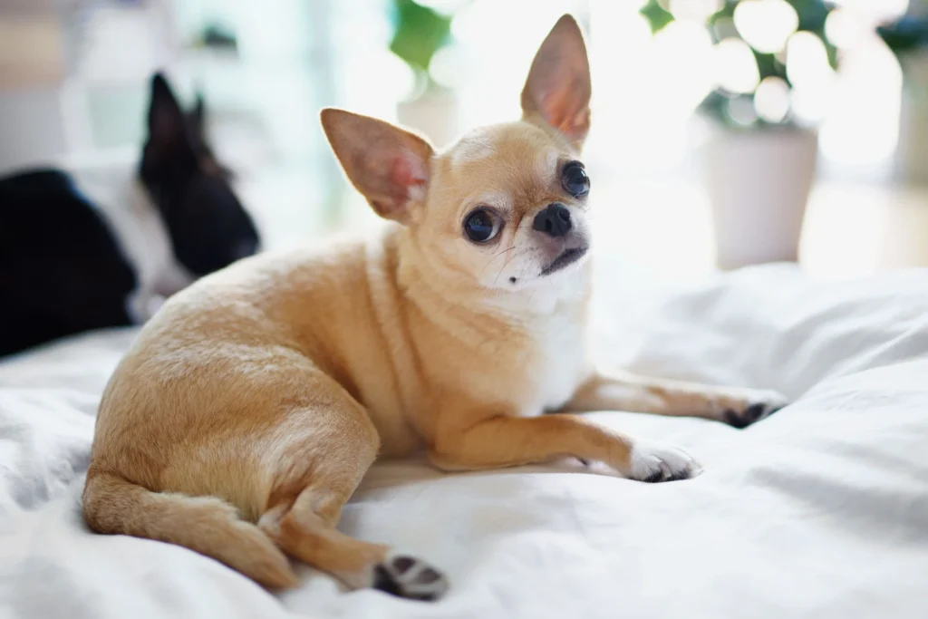 Cool Chihuahua Names