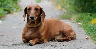 Cool Dachshund Names