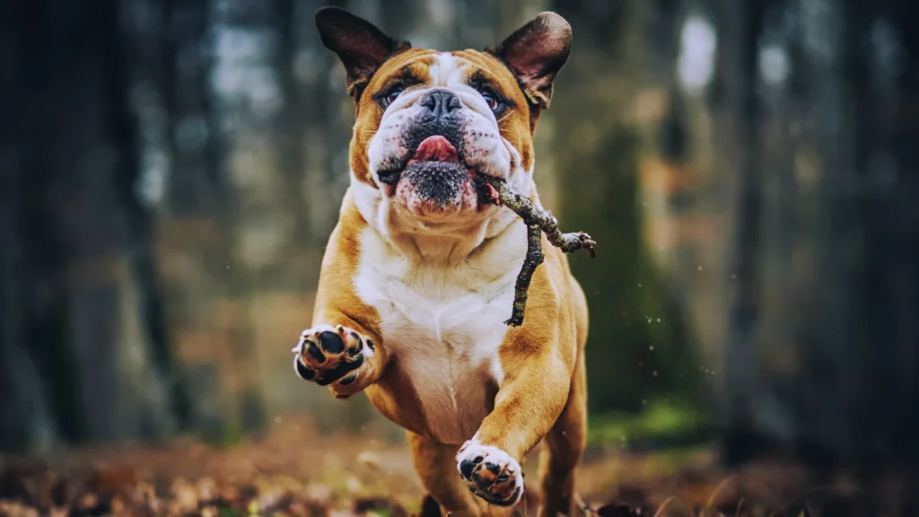 Cool Dog Names