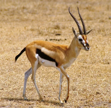 Cool Gazelle Names