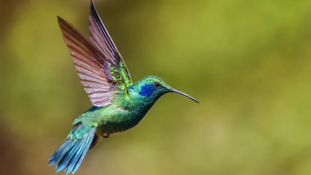 Cool Hummingbird Names