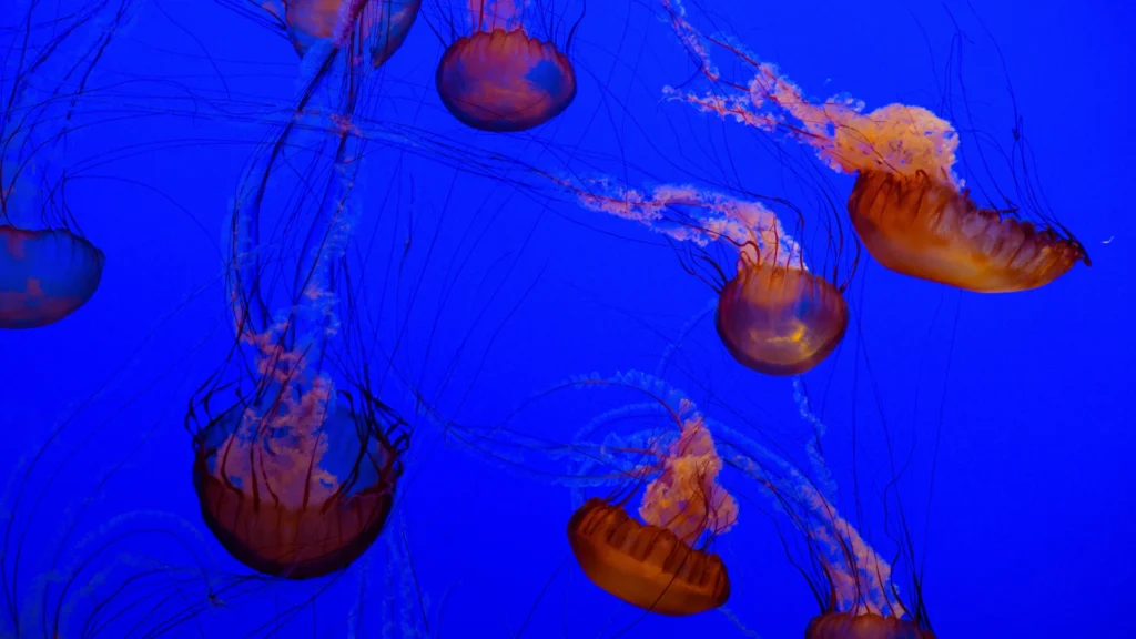 Cool Jellyfish Names