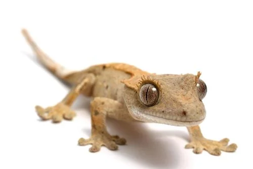 Cool Lizard Names