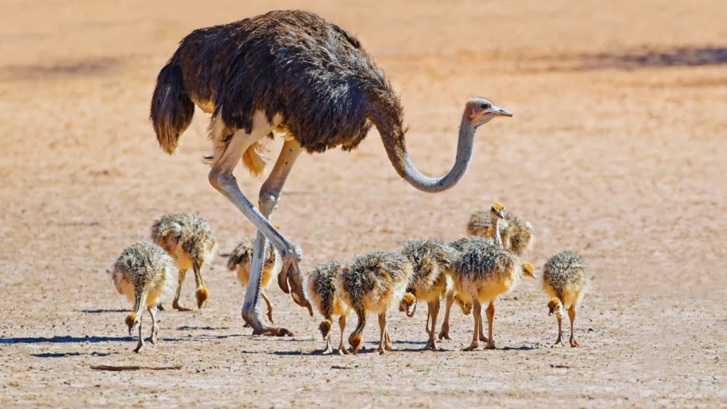 Cool Ostrich Names