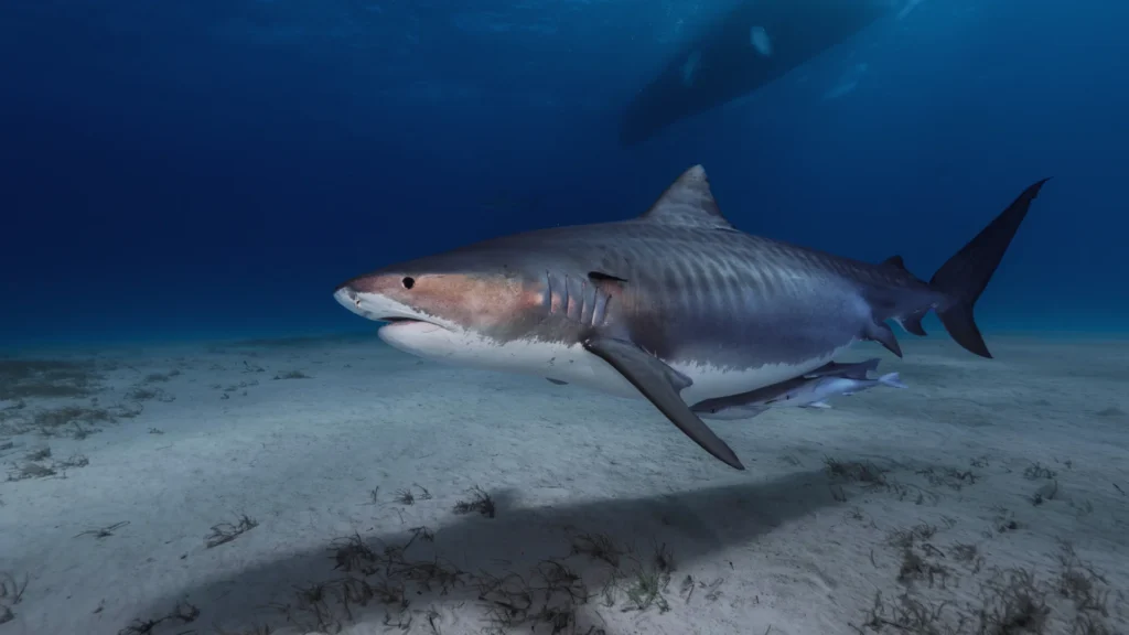 Cool Shark Names