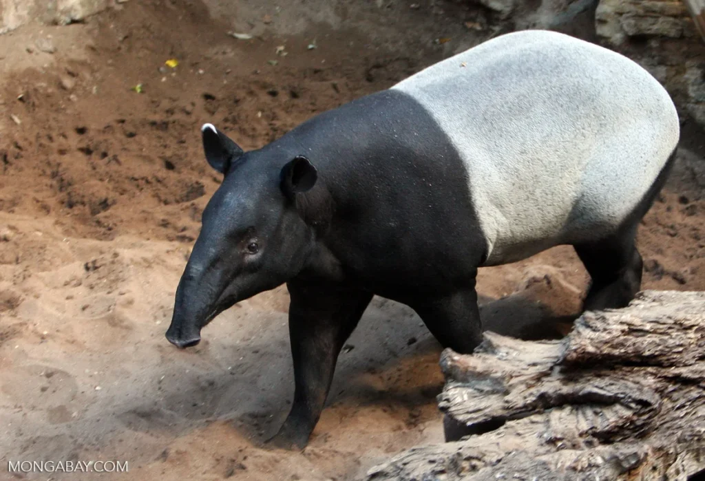 Cool Tapir Names