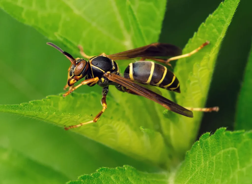 Cool Wasp Names