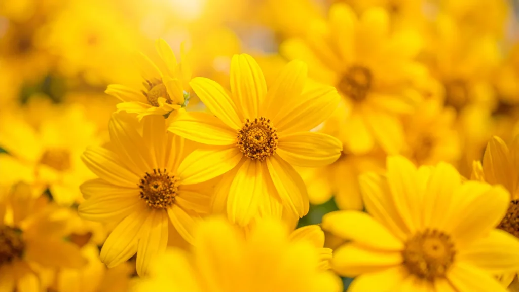 Cool Yellow Flower Names