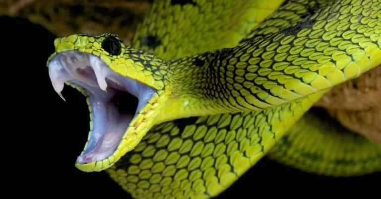 Corn Snake Names