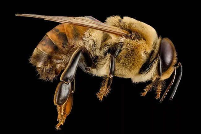 Crazy Bee Names