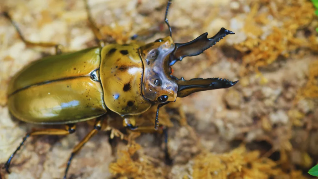 Crazy Beetle Names
