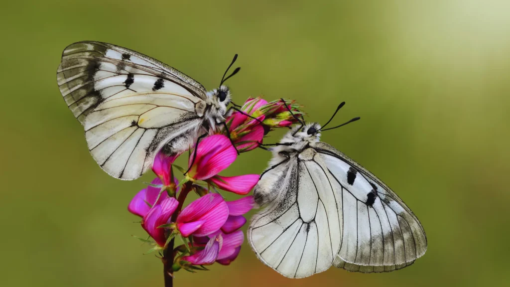 Creative Butterfly Names