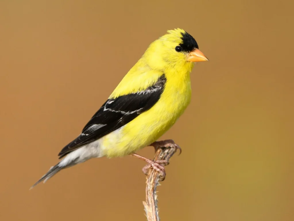Creative Goldfinch Names