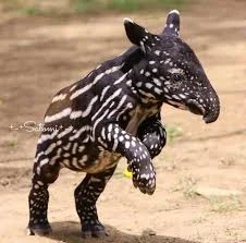 Creative Tapir Names
