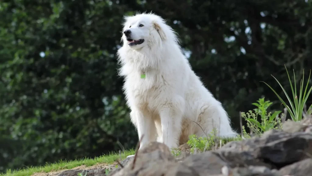 Cult Film and Series Character Names for Great Pyrenees