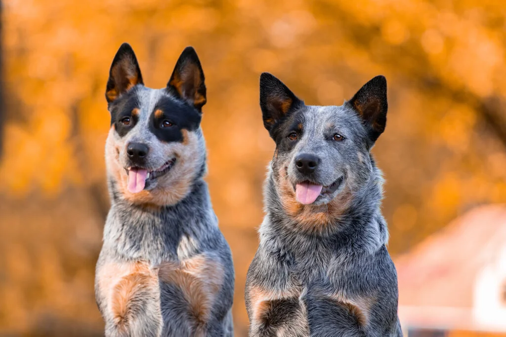 Cute Blue Heeler Names