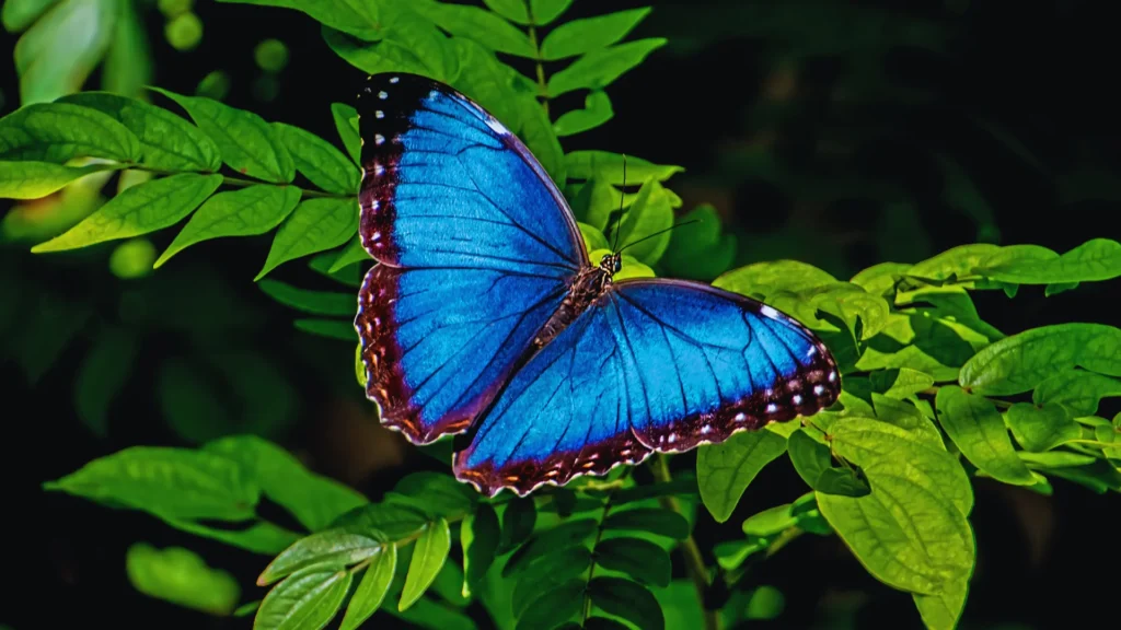 Cute Butterfly Names