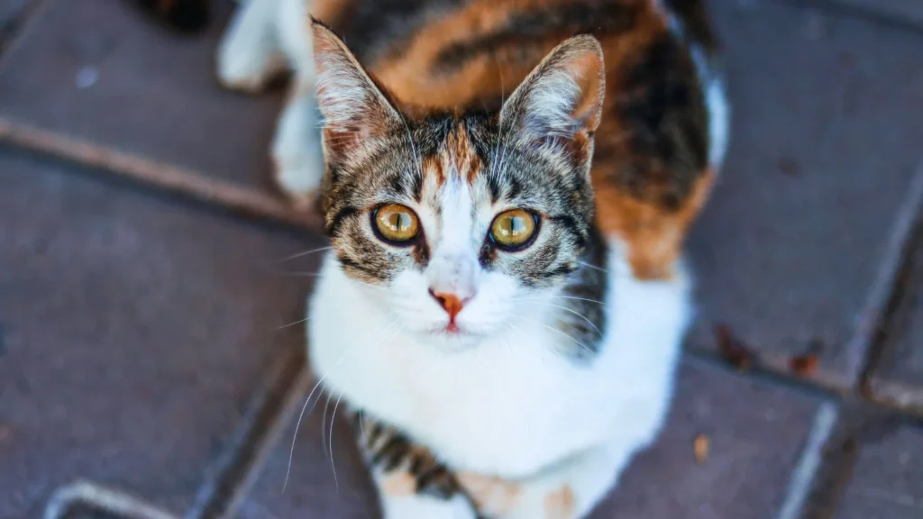 Cute Calico Cat Names