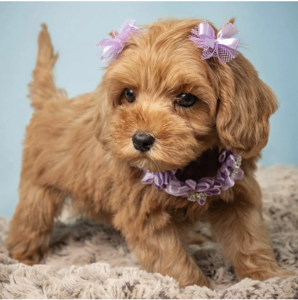 Cute Cavapoo Names