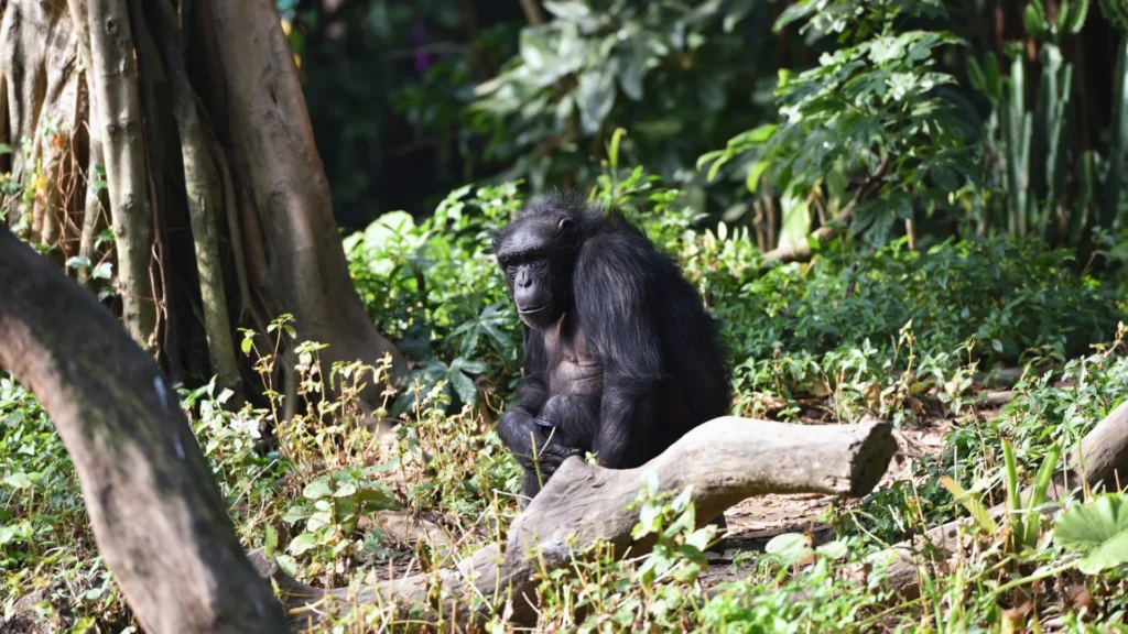 Cute Chimpanzee Names