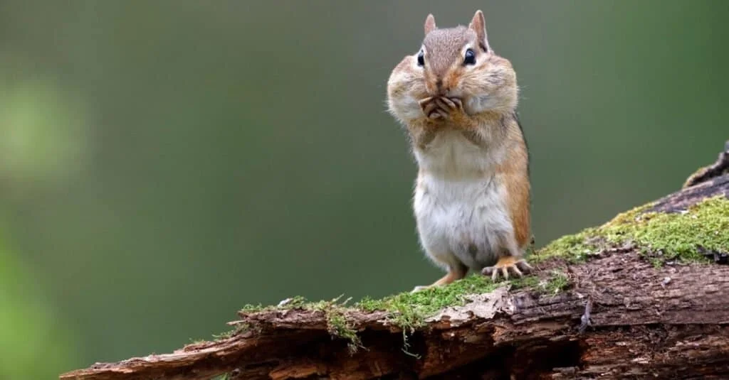 Cute Chipmunk Names