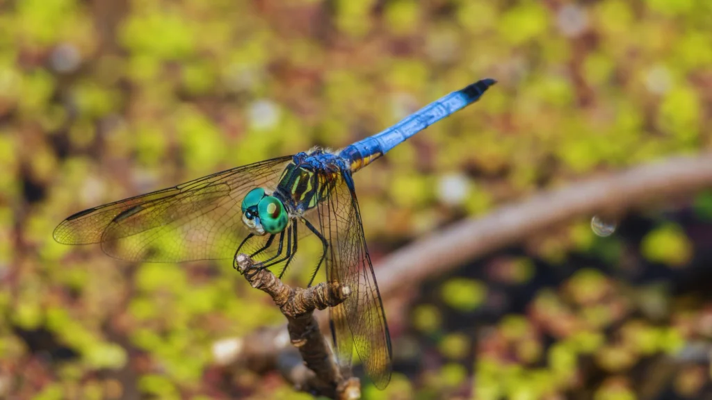 Cute Dragonfly Names
