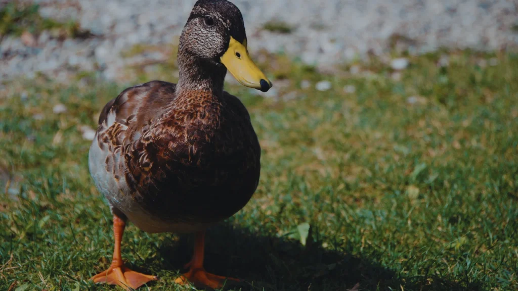 Cute Duck Names