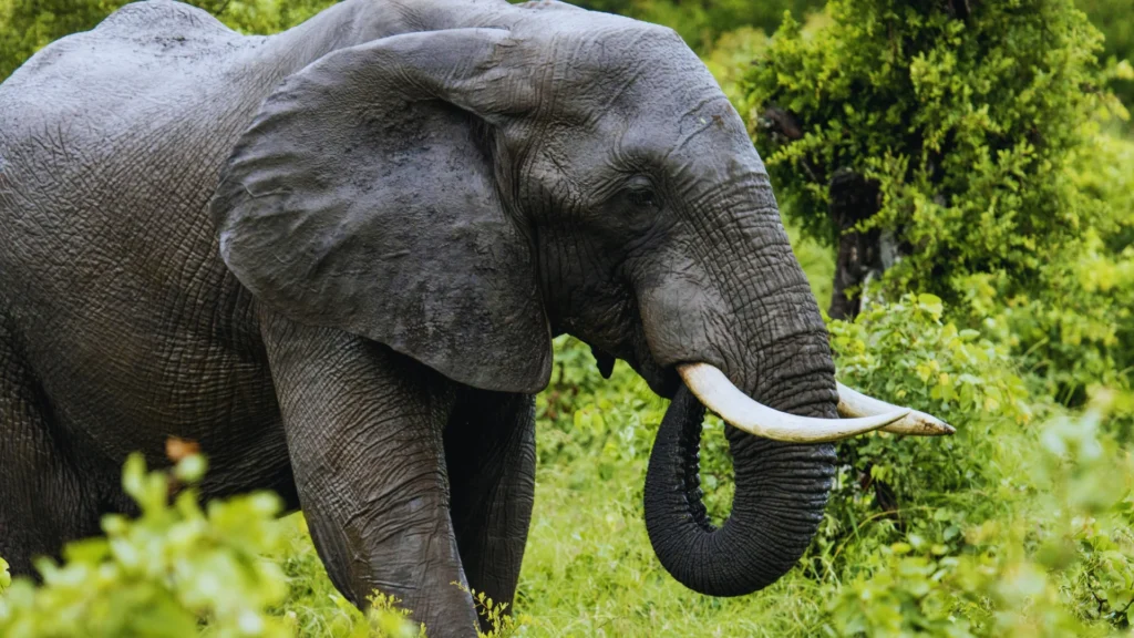 Cute Elephant Names