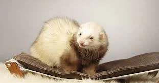 Cute Ferret Names