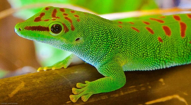 Cute Gecko Names