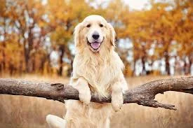 Cute Golden Retriever Dog Names