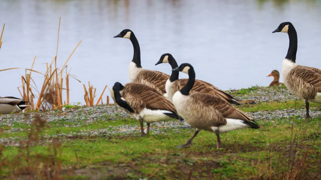 Cute Goose Names