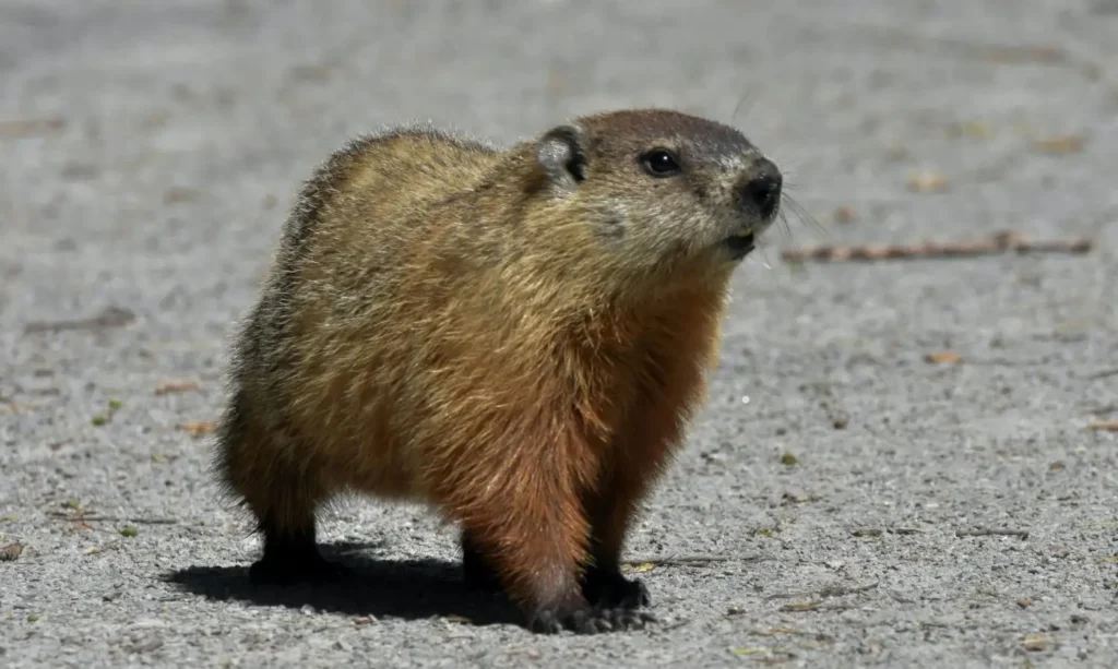 Cute Groundhog Names