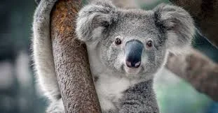 Cute Koala Names